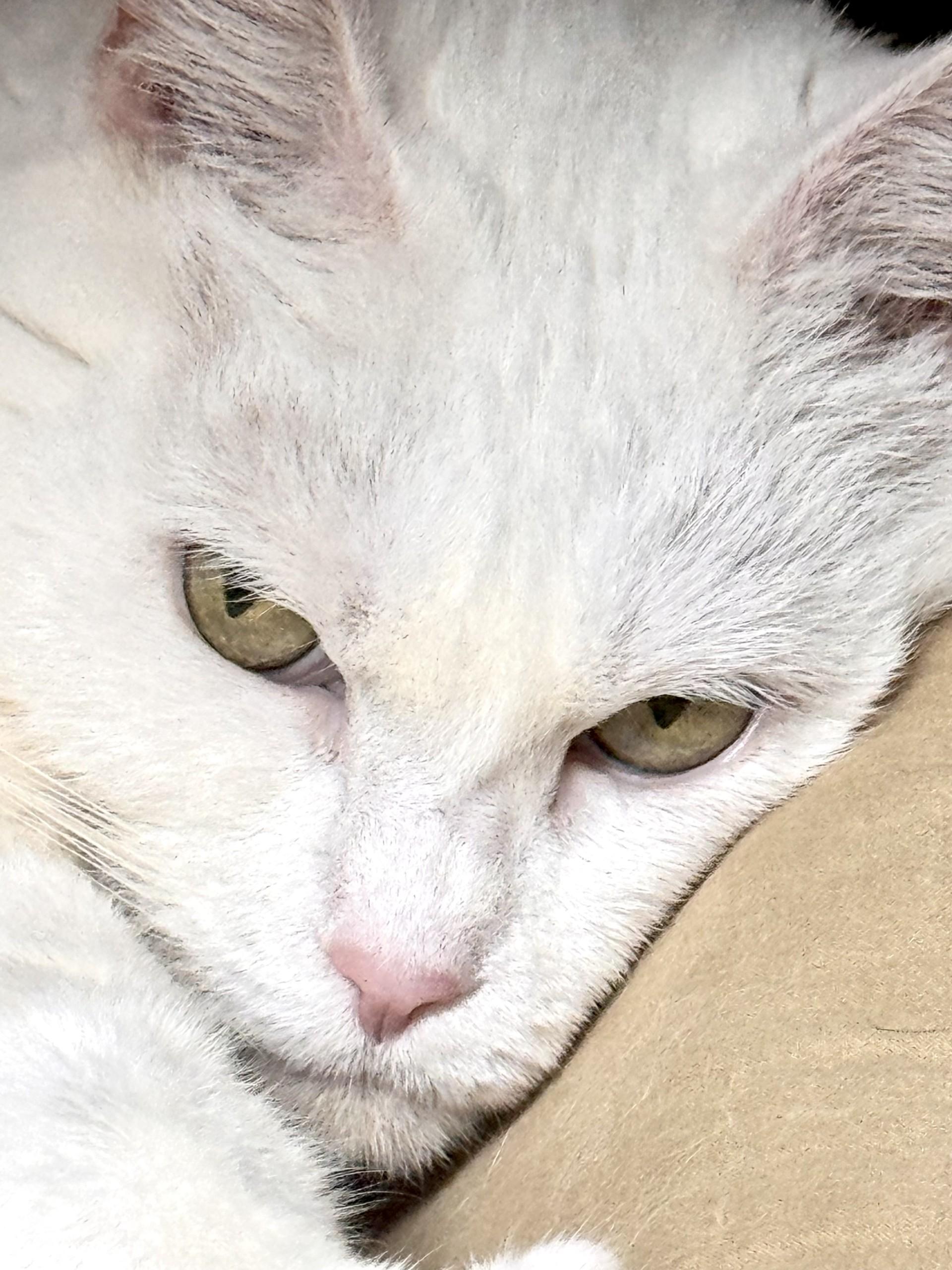 Enlarge Blanca, a ADOPTABLE Domestic Short Hair in Pottsville, PA image 2/2