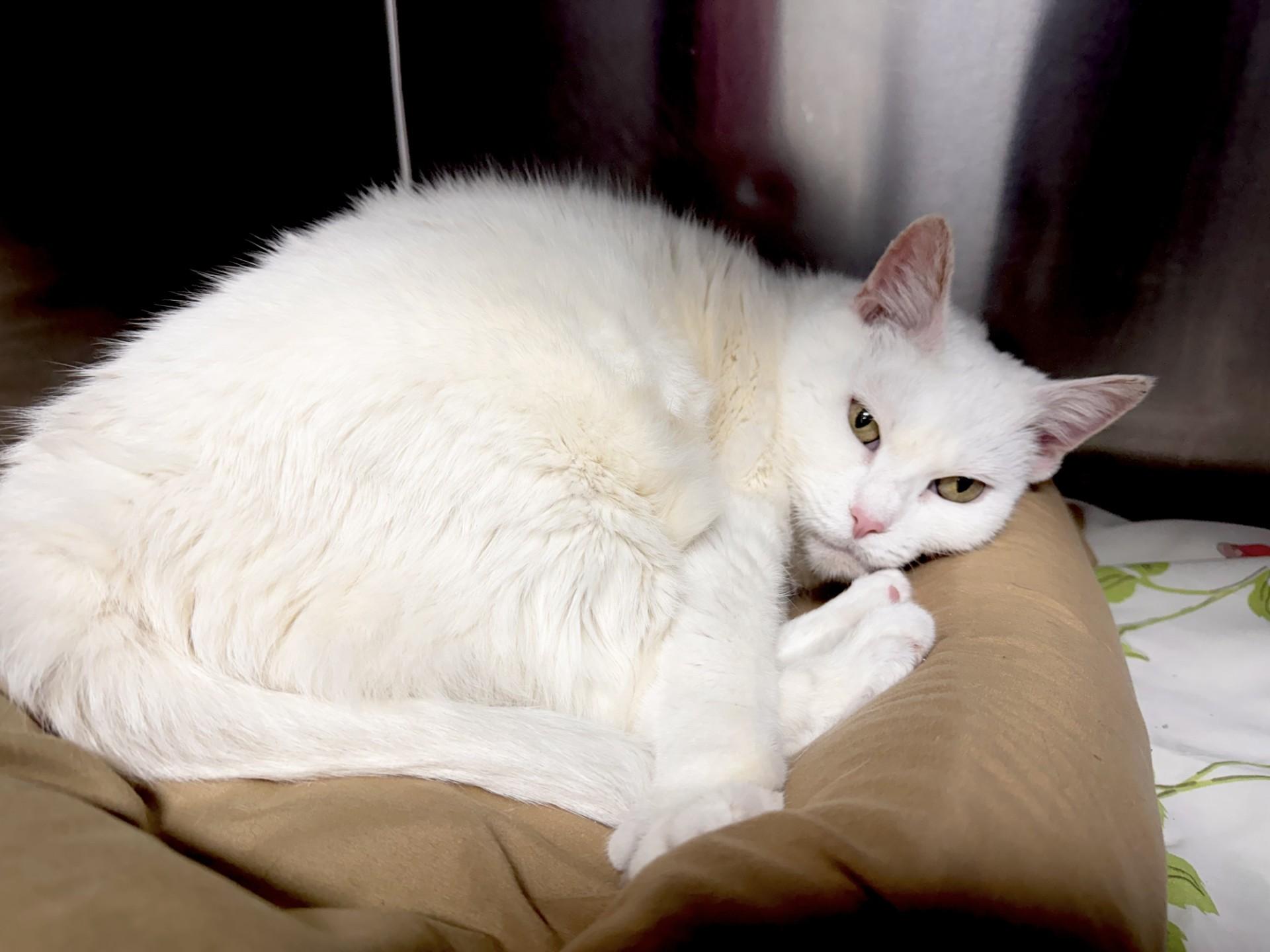Enlarge Blanca, a ADOPTABLE Domestic Short Hair in Pottsville, PA image 1/2