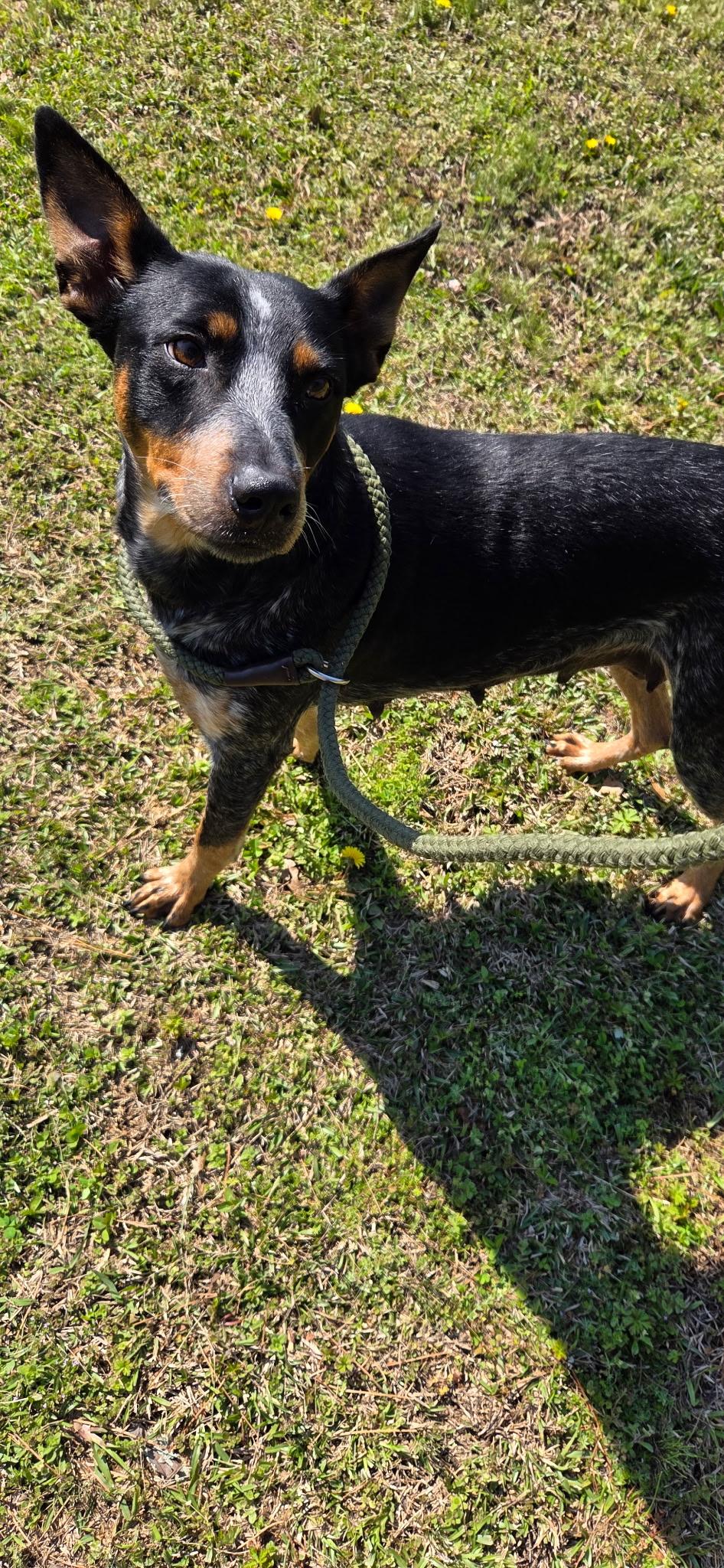 Perdy, ADOPTABLE, Young Female Australian Cattle Dog / Blue Heeler.