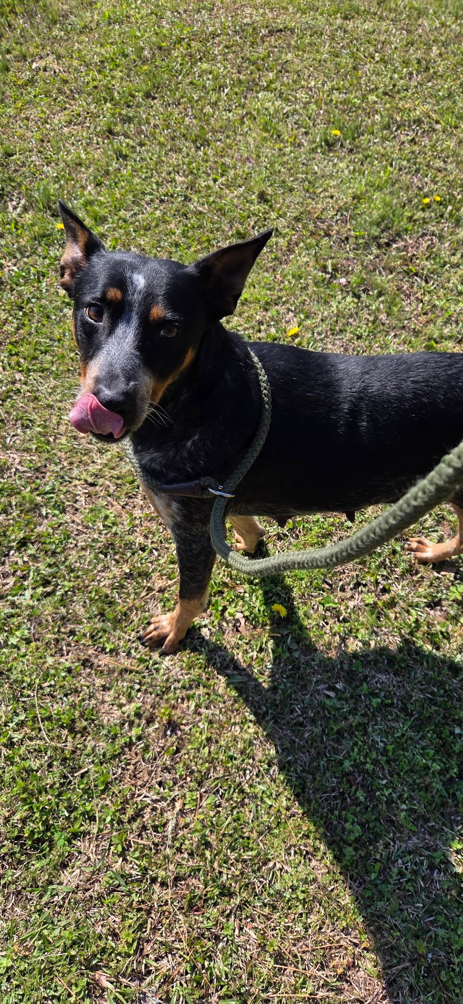 Perdy, a ADOPTABLE Australian Cattle Dog / Blue Heeler in Cedar Bluff, AL image 2/4