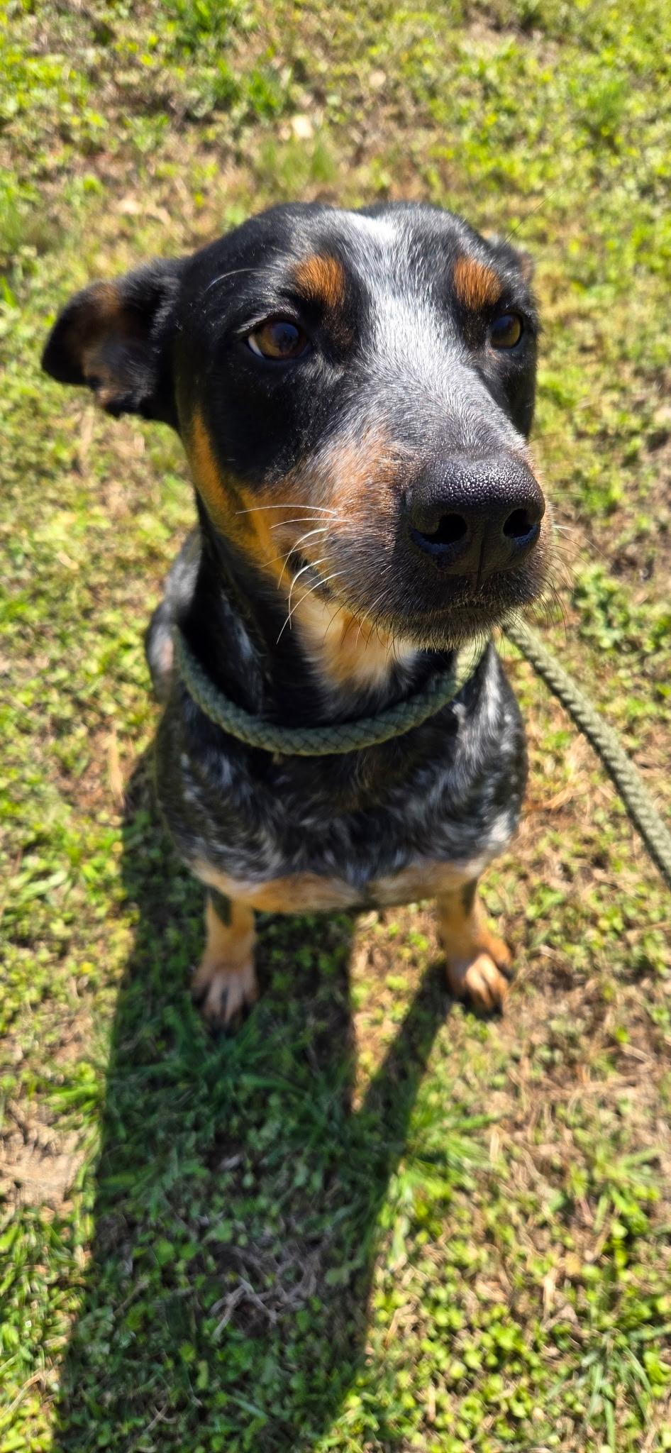Perdy, a ADOPTABLE Australian Cattle Dog / Blue Heeler in Cedar Bluff, AL image 3/4