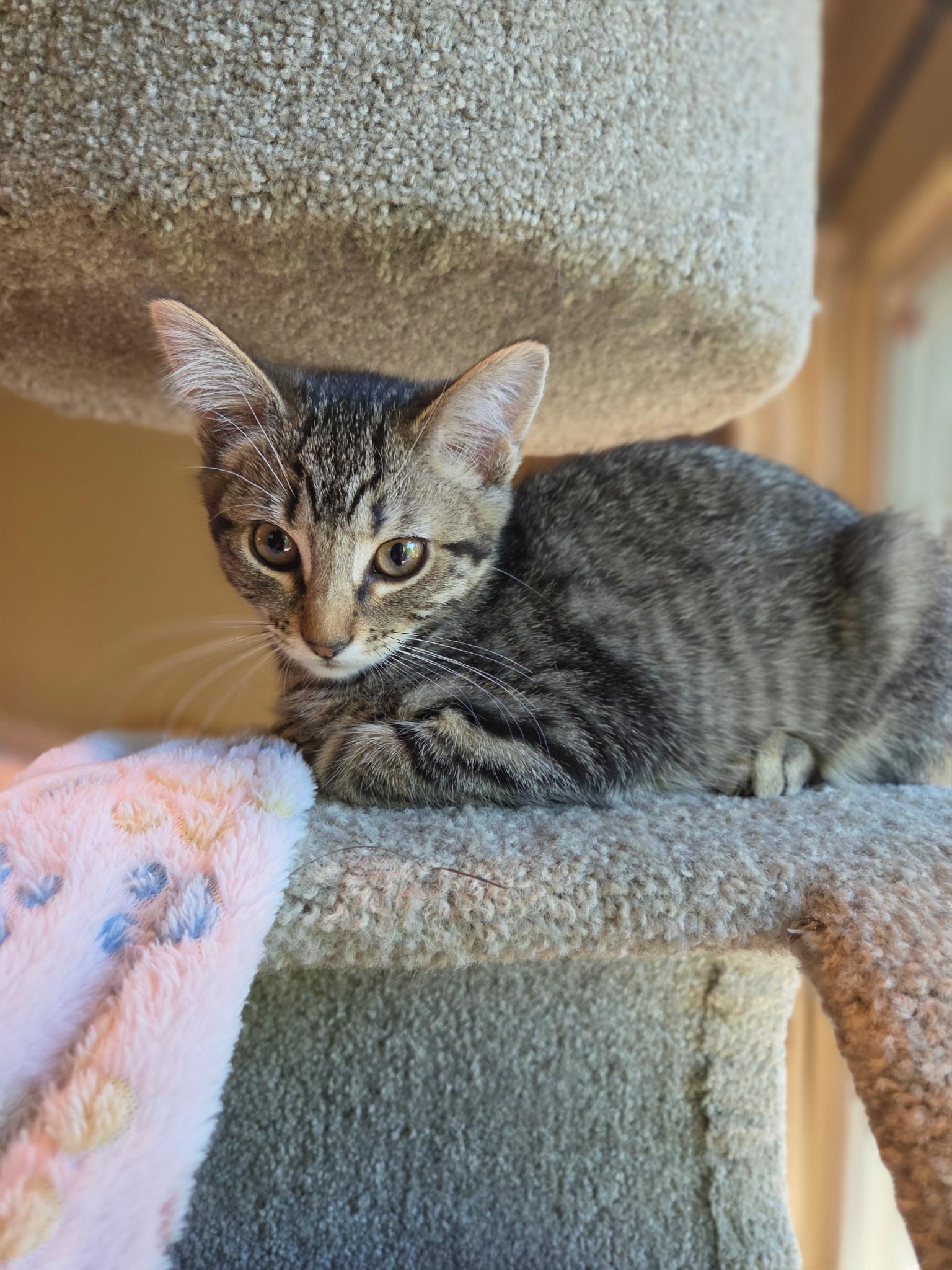 Basil, ADOPTABLE, Kitten Female Tabby.