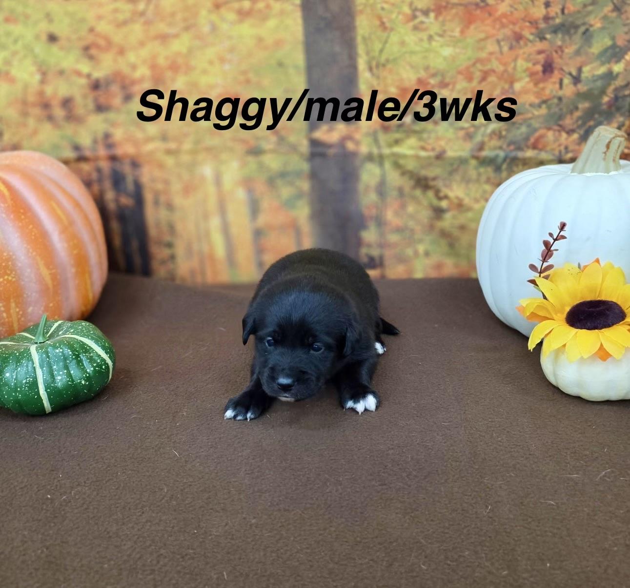Enlarge Shaggy, a Adoptable Border Collie in North Bend, OR image 1/2