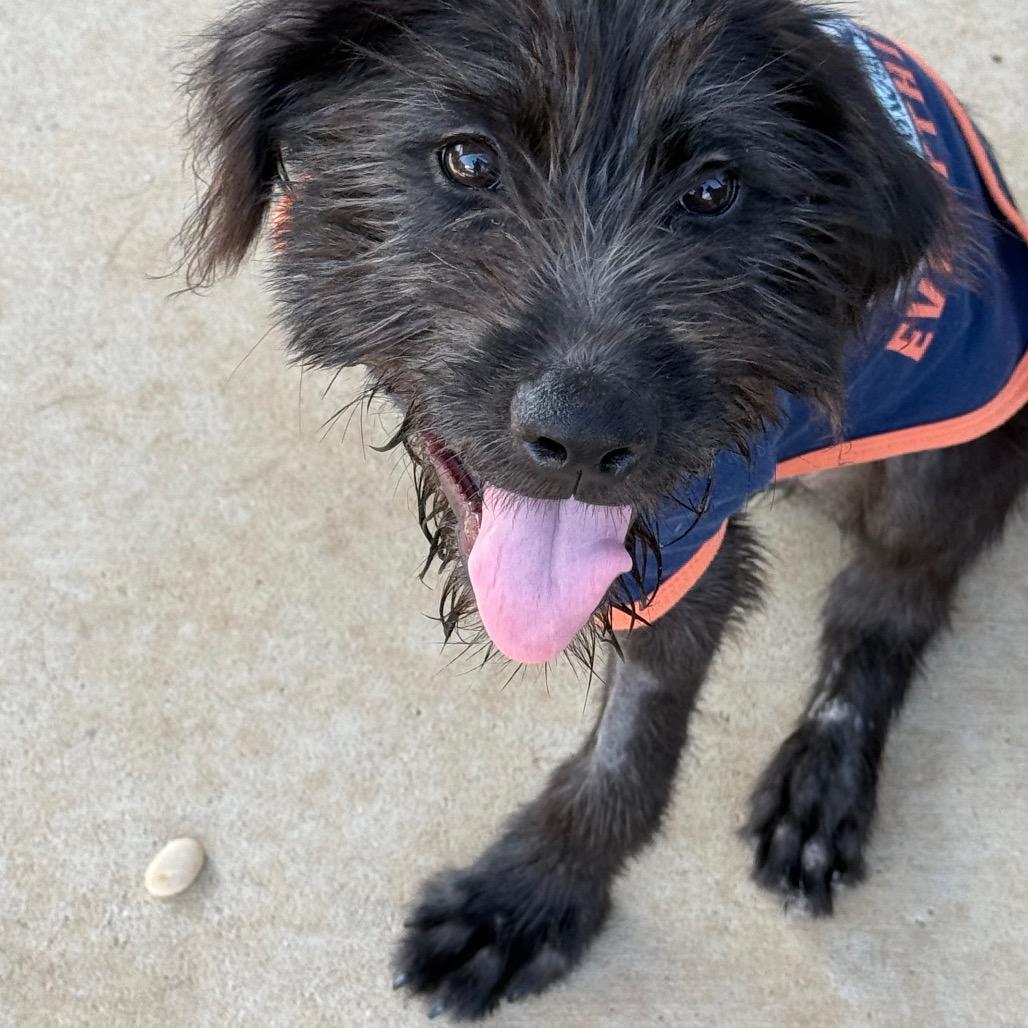 Enlarge Ivy, a Adoptable mixed breed in Southside, TN image 1/6