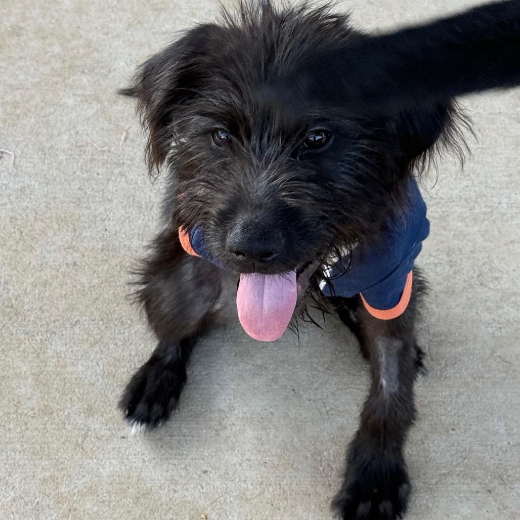 Enlarge Ivy, a Adoptable mixed breed in Southside, TN image 2/6