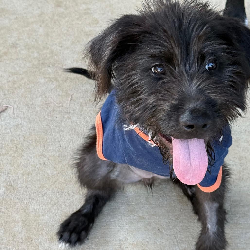 Enlarge Ivy, a Adoptable mixed breed in Southside, TN image 3/6
