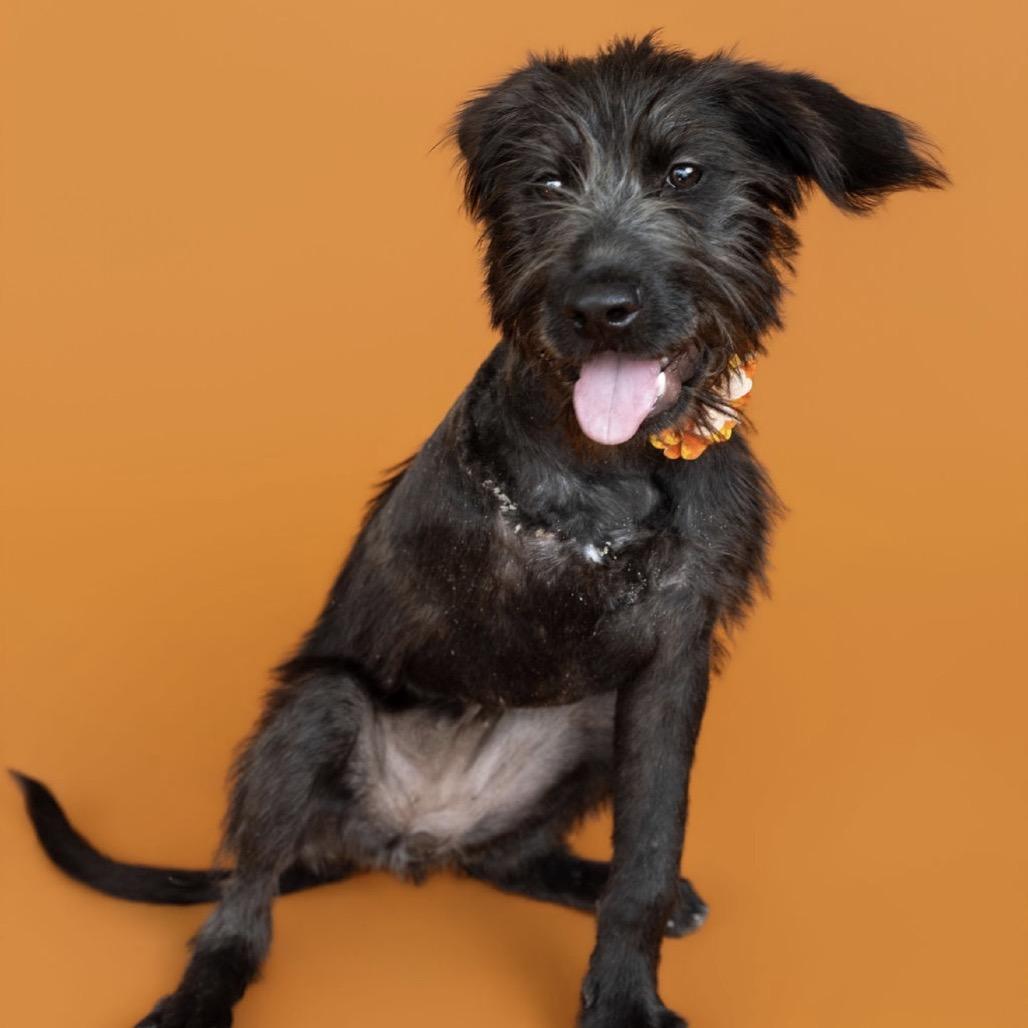 Enlarge Ivy, a Adoptable mixed breed in Southside, TN image 4/6