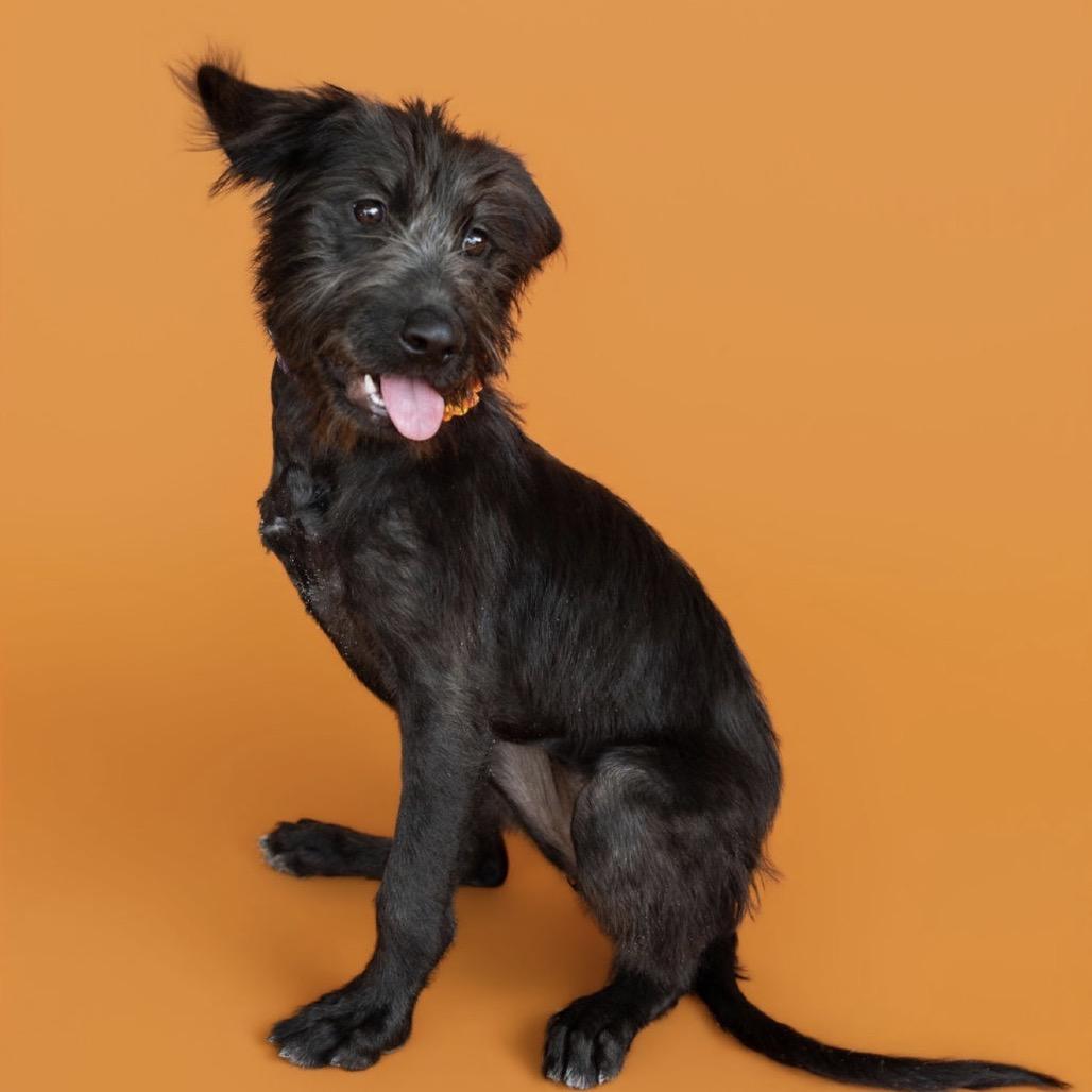 Enlarge Ivy, a Adoptable mixed breed in Southside, TN image 5/6