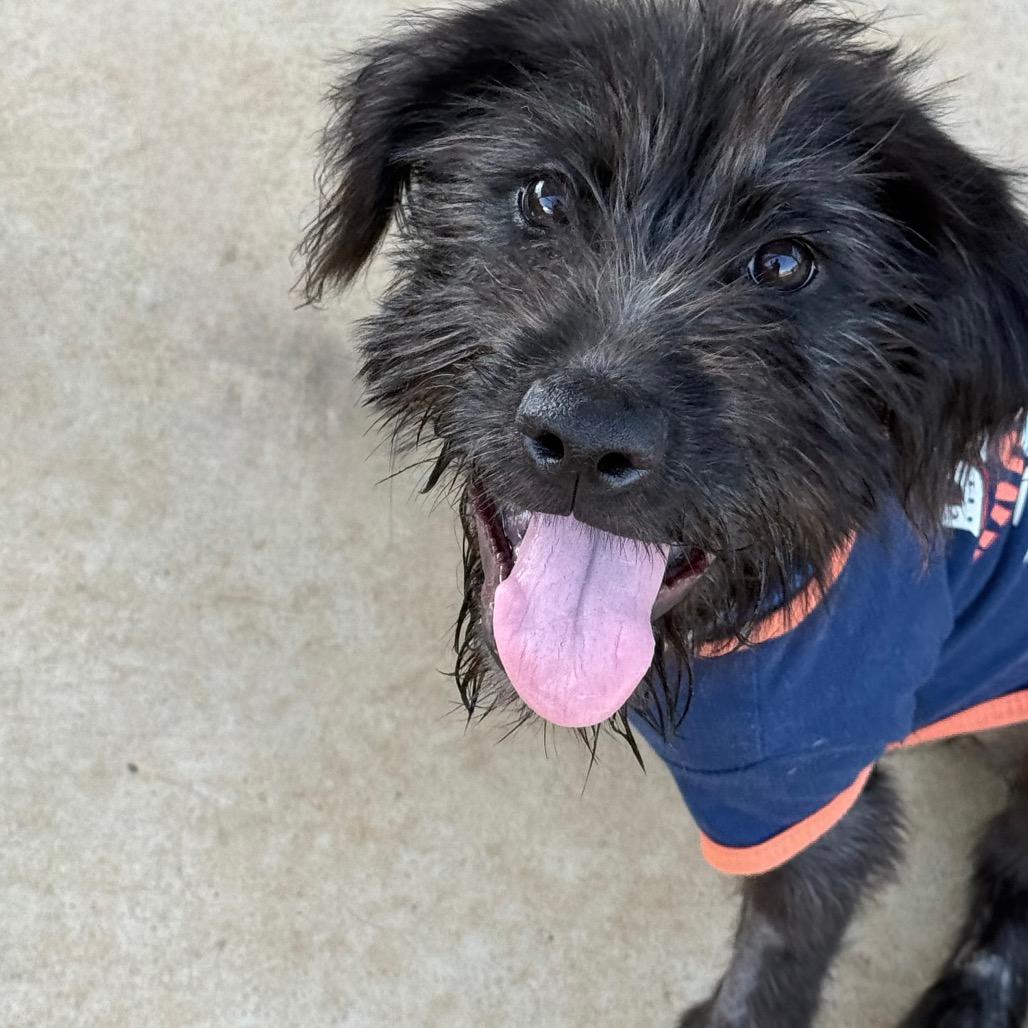 Enlarge Ivy, a Adoptable mixed breed in Southside, TN image 6/6