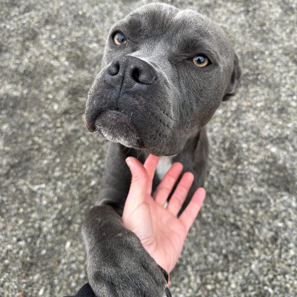 Sir Reginald, Adoptable, Adult Male Mixed Breed.