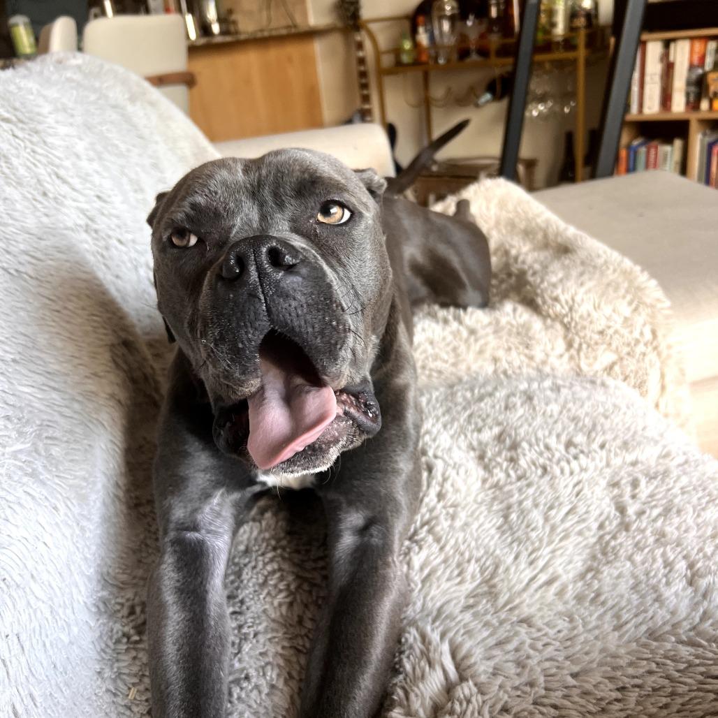 Sir Reginald, Adoptable, Adult Male Mixed Breed.