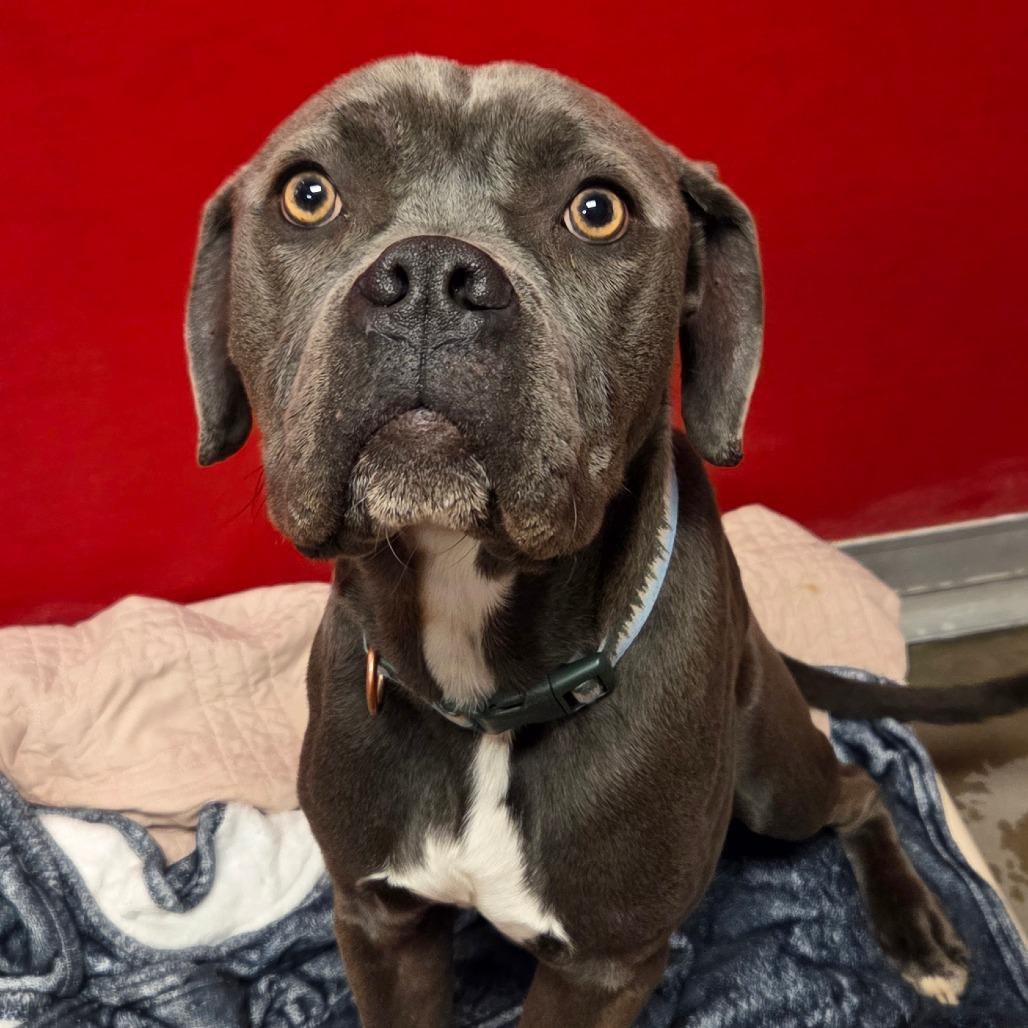 Sir Reginald, Adoptable, Adult Male Mixed Breed.