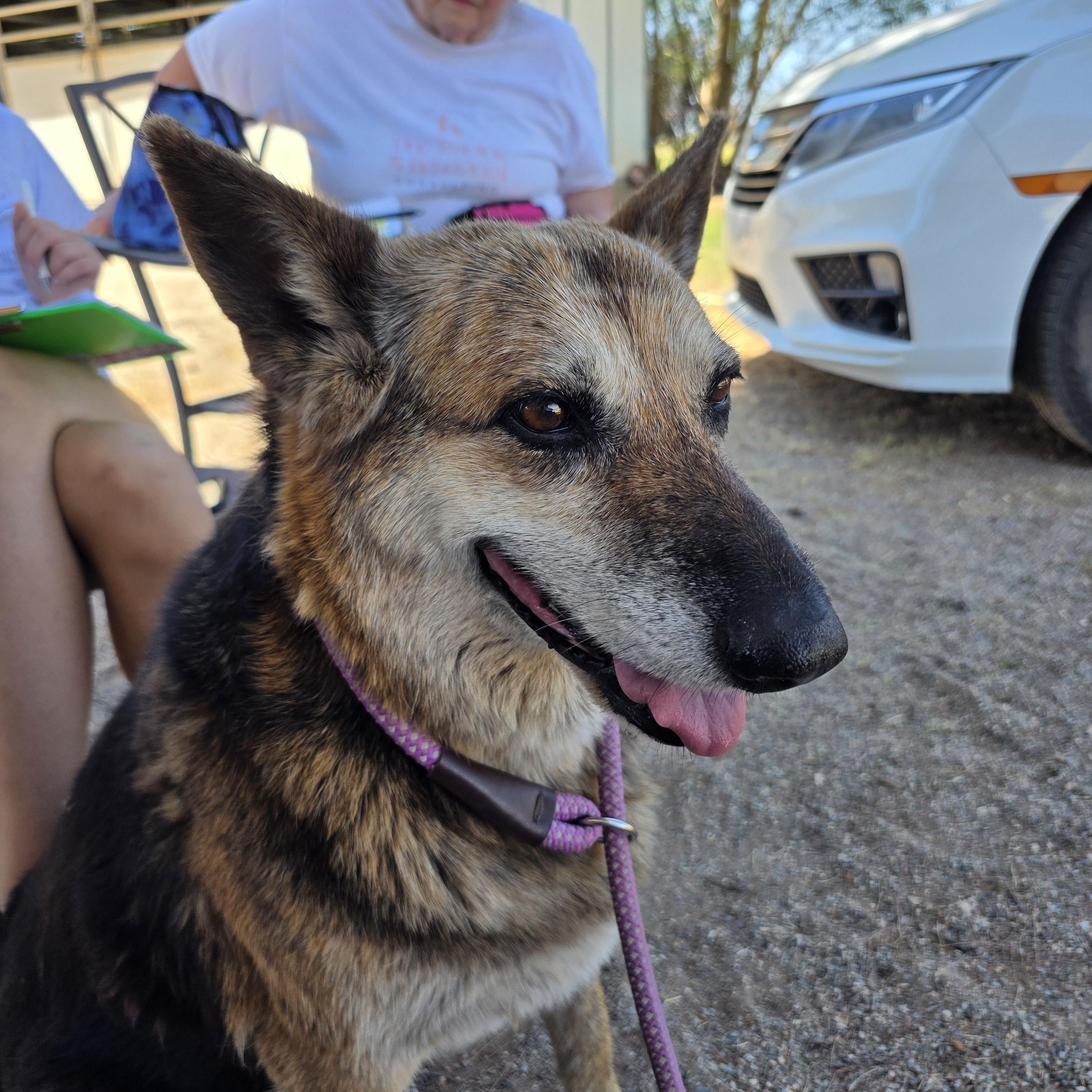 Enlarge Trixie, a Adoptable mixed breed in Tucson, AZ image 4/4