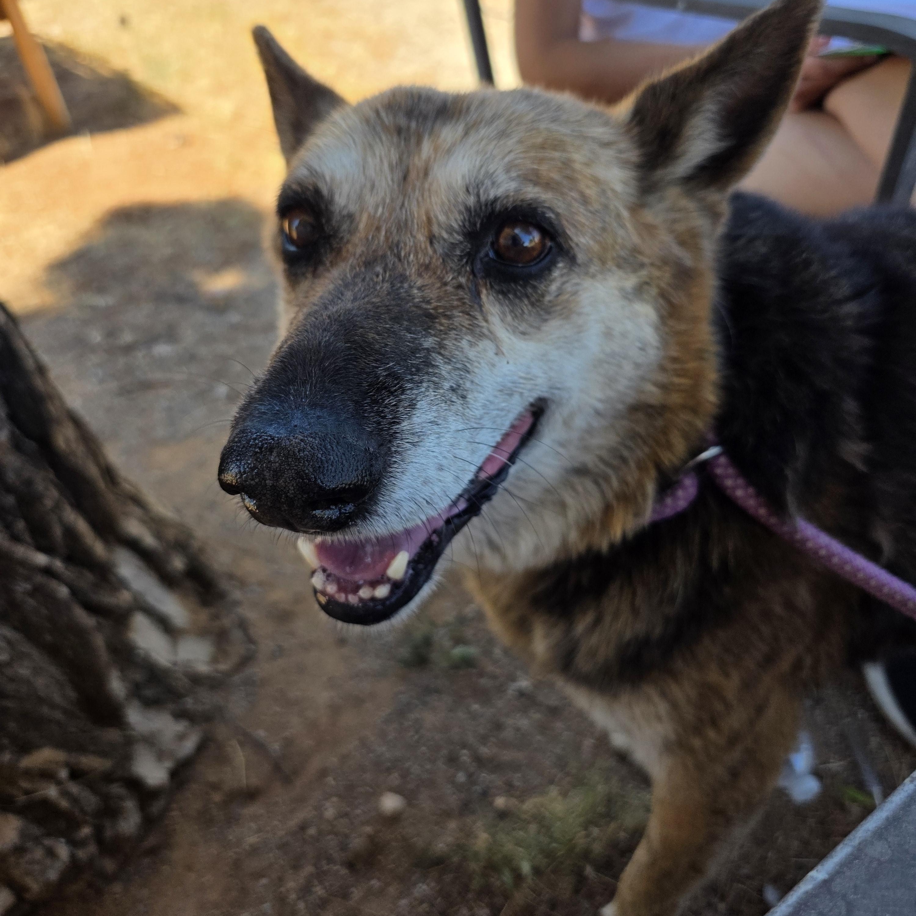 Trixie, Adoptable, Senior Female German Shepherd Dog & Australian Cattle Dog / Blue Heeler.