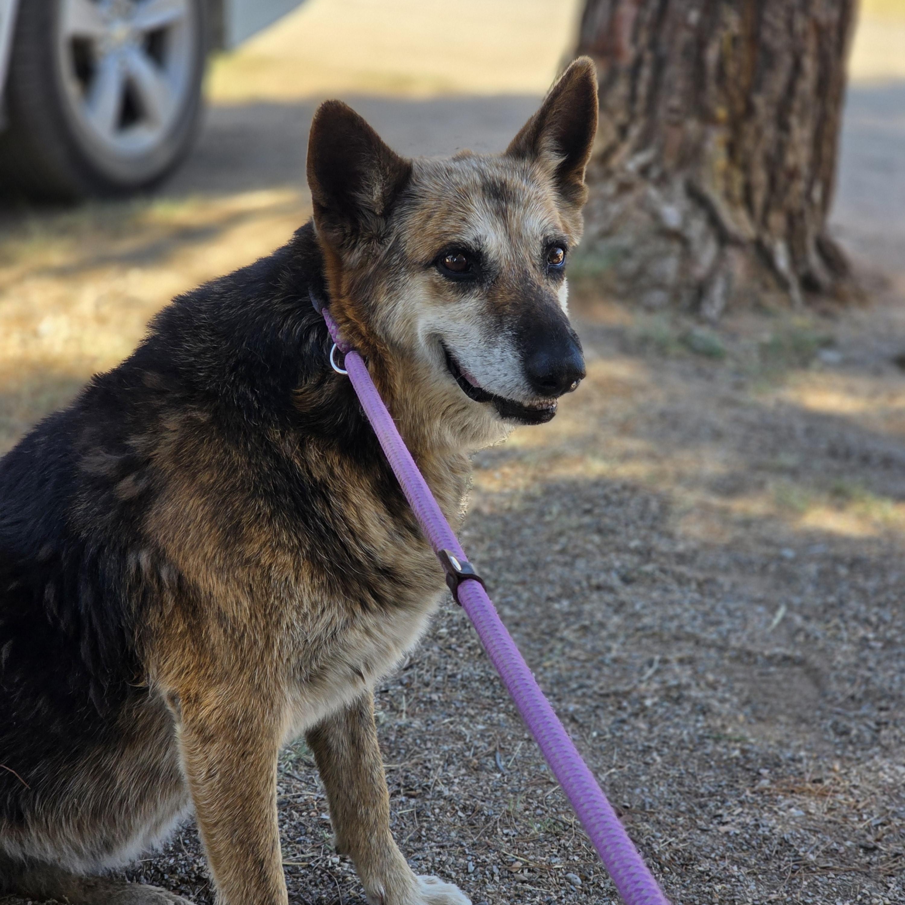Enlarge Trixie, a Adoptable mixed breed in Tucson, AZ image 3/4