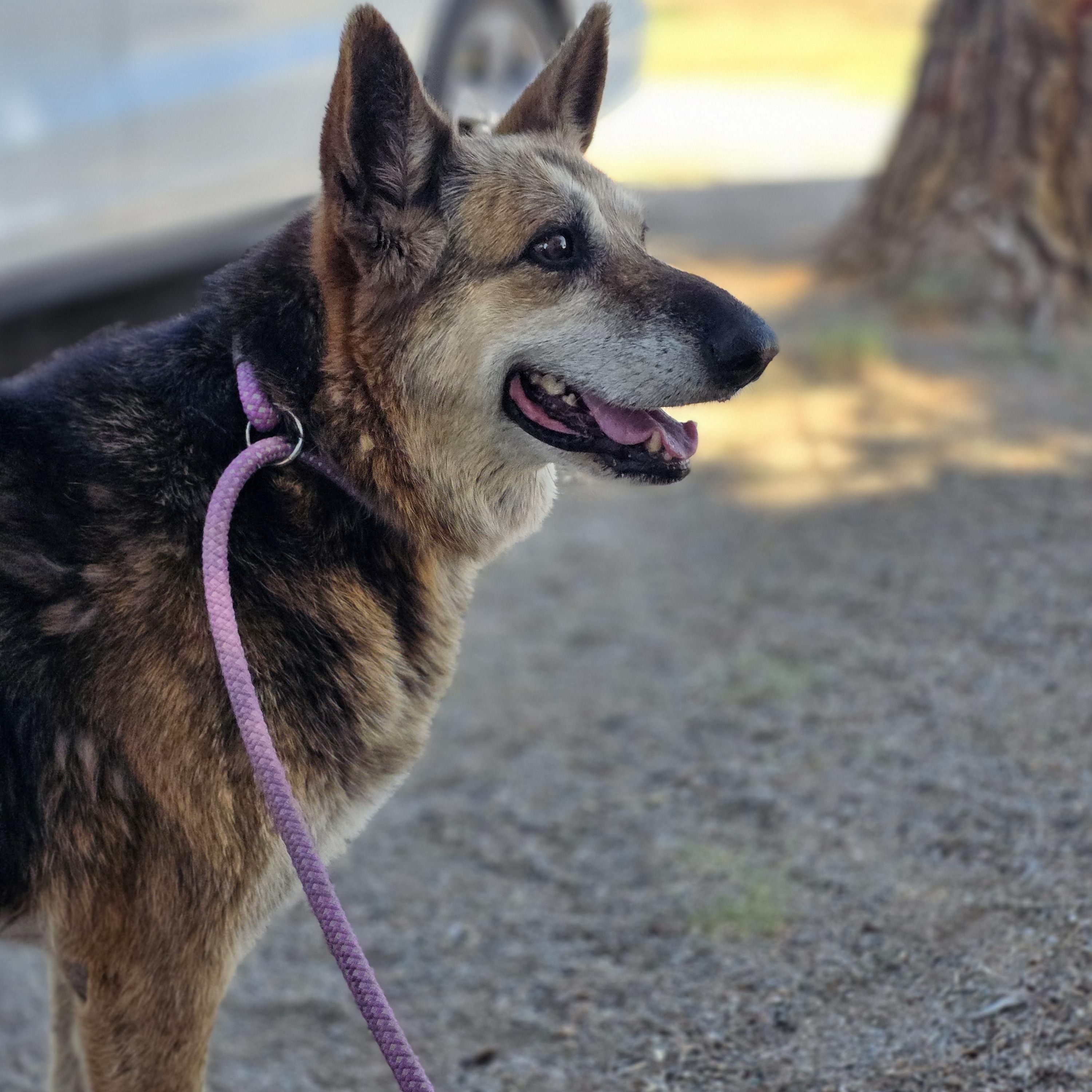 Enlarge Trixie, a Adoptable mixed breed in Tucson, AZ image 2/4