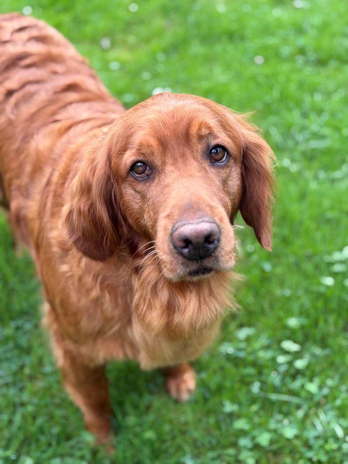 Enlarge Maggie, a Adoptable Golden Retriever in Bath, OH image 1/3