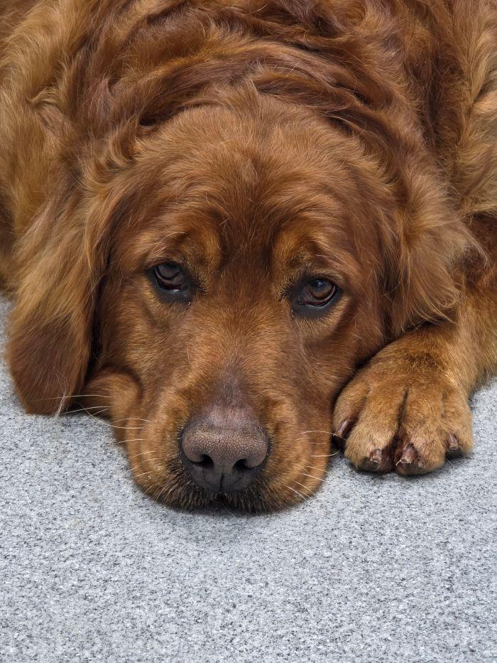 Enlarge Maggie, a Adoptable Golden Retriever in Bath, OH image 2/2