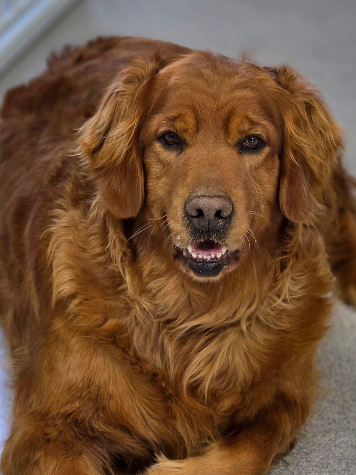 Maggie, Adoptable, Adult Female Golden Retriever.