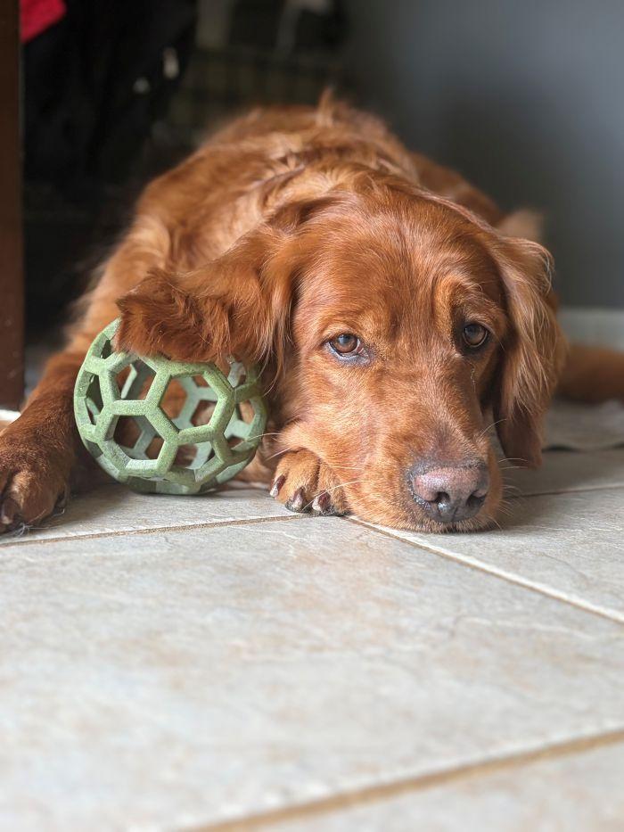 Enlarge Maggie, a Adoptable Golden Retriever in Bath, OH image 2/3