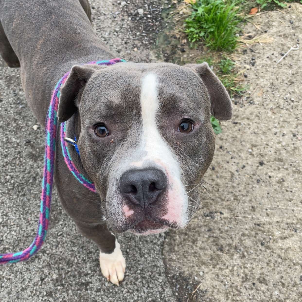 Enlarge Archie, a Adoptable Mixed Breed in Youngstown, OH image 1/2