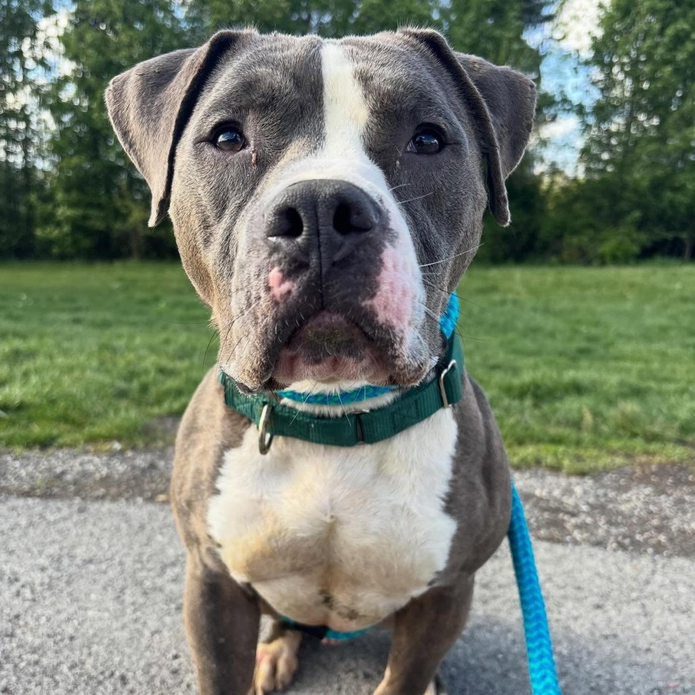 Archie, Adoptable, Adult Male Mixed Breed.