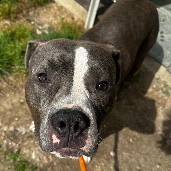 Enlarge Archie, a Adoptable Mixed Breed in Youngstown, OH image 2/2