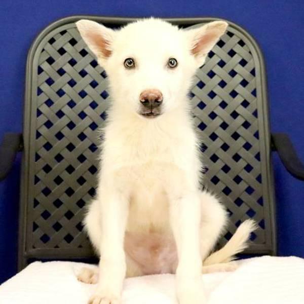 Enlarge Sitka, a Adoptable mixed breed in Midland, TX image 1/1