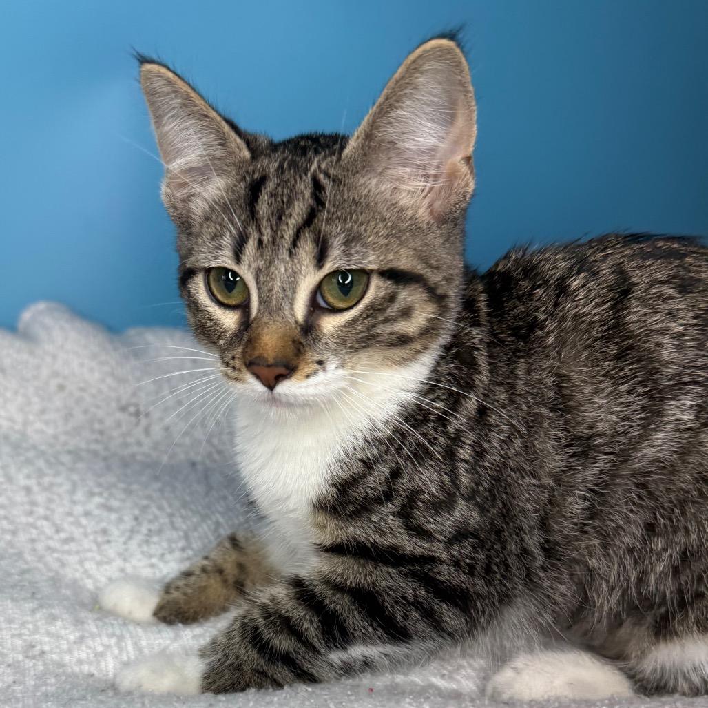 Sasha, Adoptable, Kitten Female Domestic Short Hair.