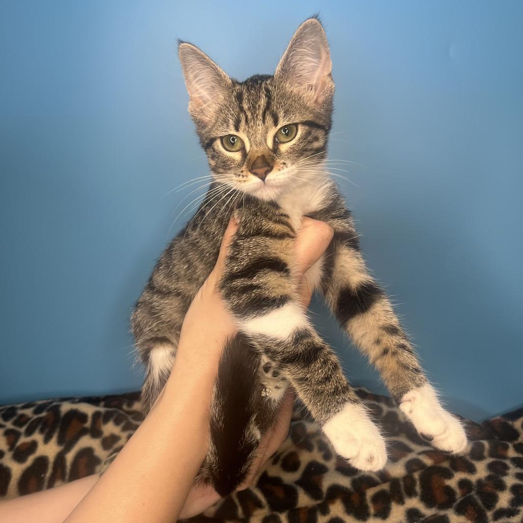 Sasha, a Adoptable Domestic Short Hair in San Antonio, TX image 2/6