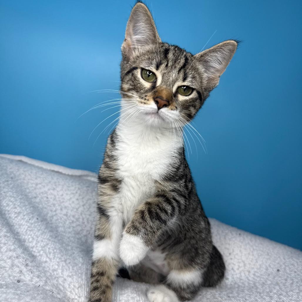 Sasha, a Adoptable Domestic Short Hair in San Antonio, TX image 3/6