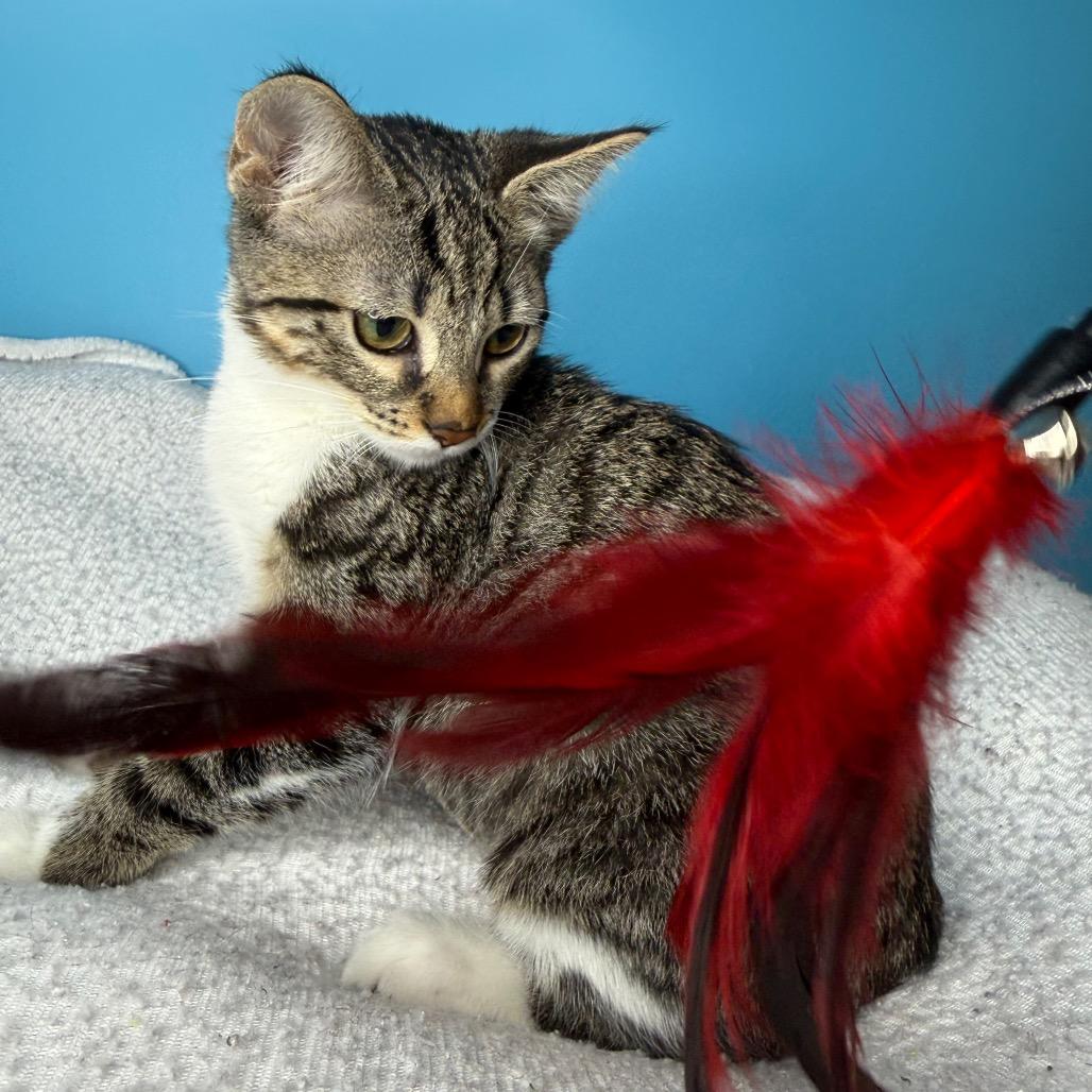 Sasha, a Adoptable Domestic Short Hair in San Antonio, TX image 4/6