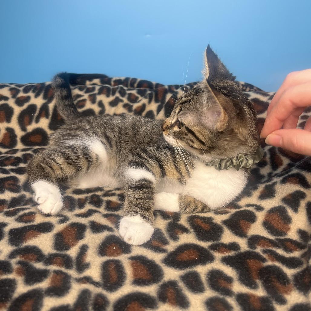 Sasha, a Adoptable Domestic Short Hair in San Antonio, TX image 5/6