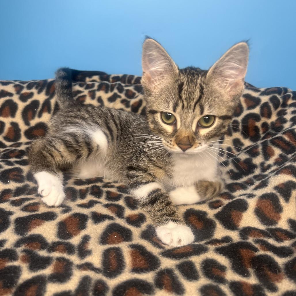 Sasha, a Adoptable Domestic Short Hair in San Antonio, TX image 6/6