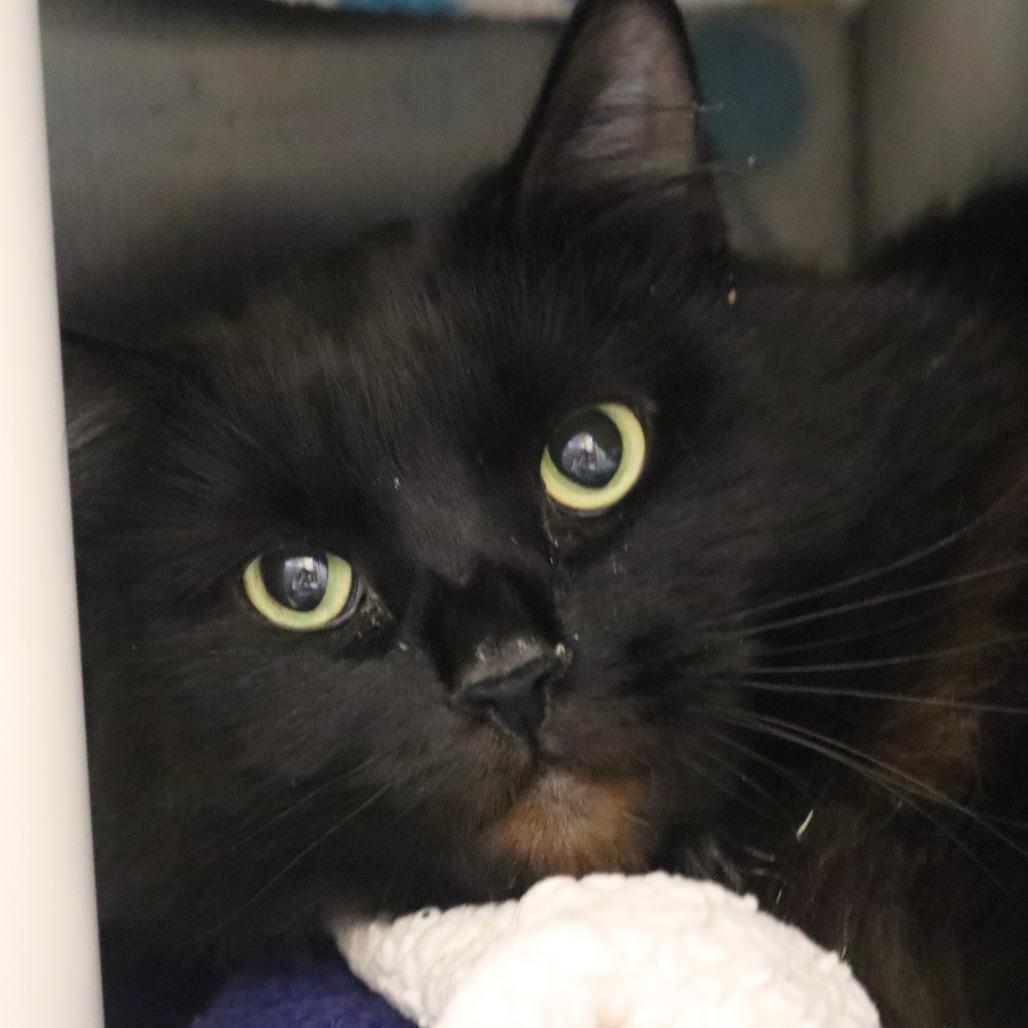 Binx, Adoptable, Adult Male Domestic Long Hair.
