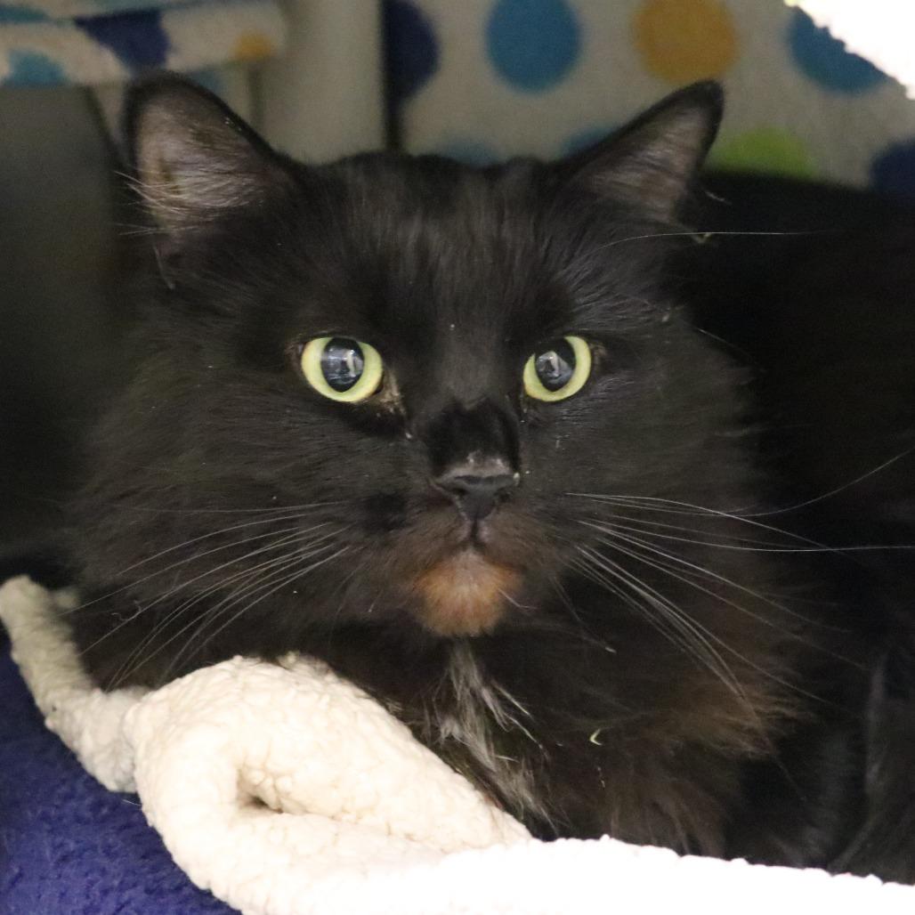 Enlarge Binx, a Adoptable Domestic Long Hair in Saint Cloud, MN image 3/3