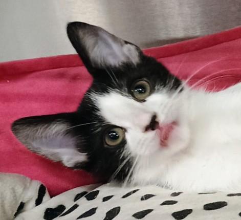 Enlarge Marshmallow, a Adopted Domestic Short Hair in Campbell, CA image 1/3