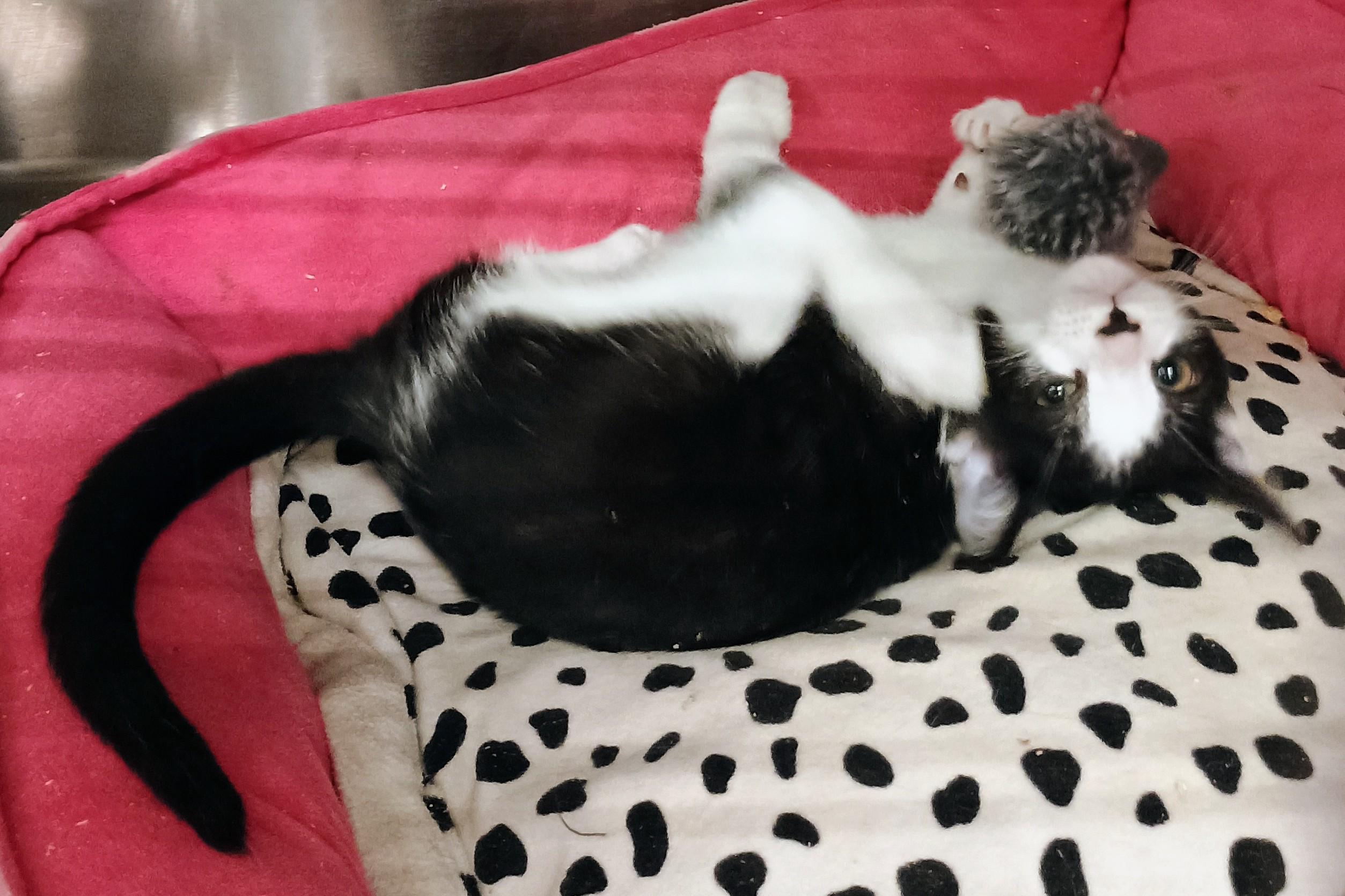 Enlarge Marshmallow, a Adopted Domestic Short Hair in Campbell, CA image 3/3