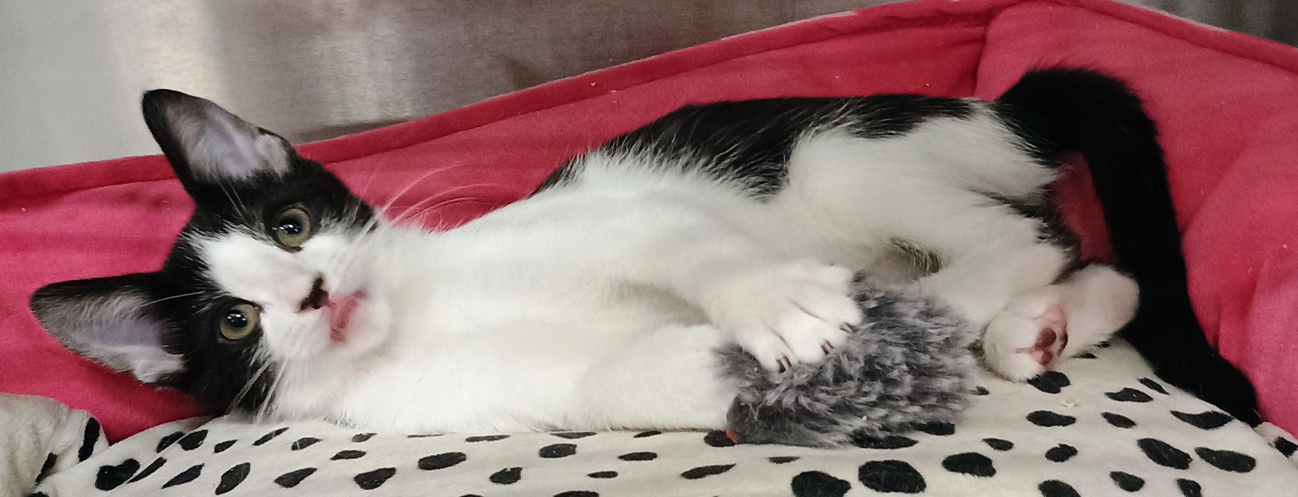 Enlarge Marshmallow, a Adopted Domestic Short Hair in Campbell, CA image 2/3