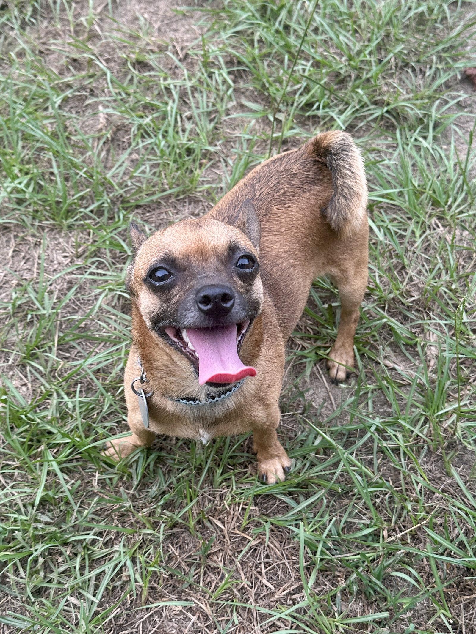 Gizmo, Adoptable, Adult Male Chihuahua.