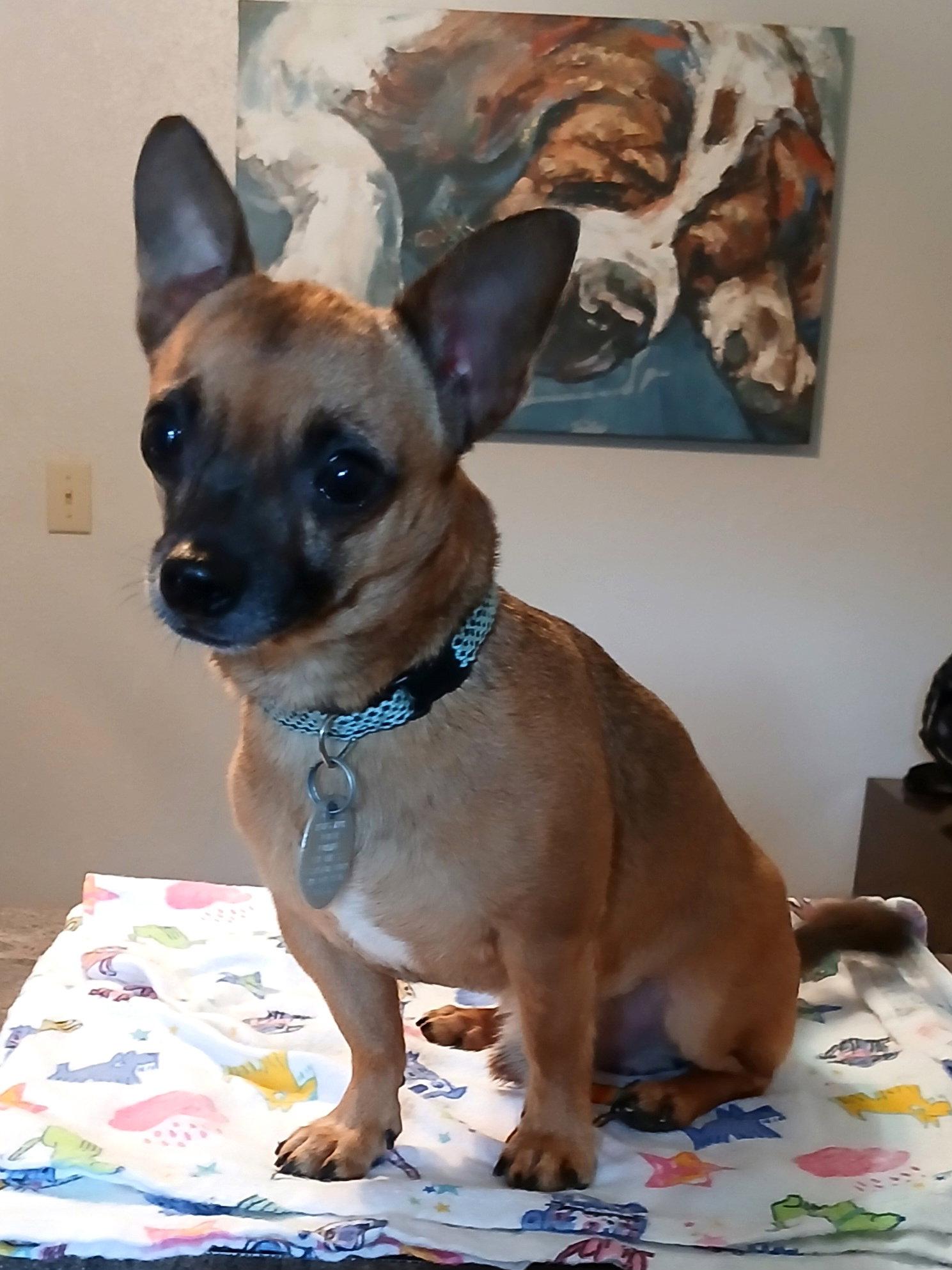 Enlarge Gizmo, a Adoptable Chihuahua in Eastman, GA image 3/3