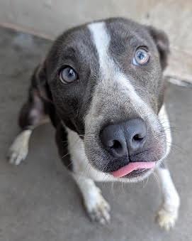 Keni *Help! I need a foster home by Oct 1!*, Adoptable, Adult Female Australian Cattle Dog / Blue Heeler.