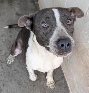 Enlarge Keni *Help! I need a foster home by Oct 1!*, a Adoptable Australian Cattle Dog / Blue Heeler in Crystal, MN image 2/2