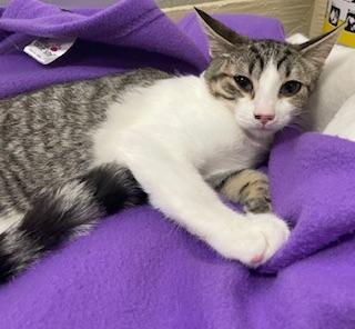 Enlarge Daphne, a Adoptable Tabby in Parlier, CA image 2/6