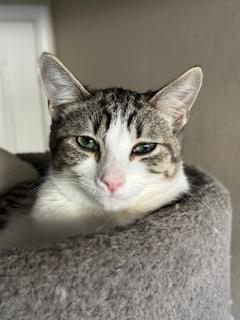 Enlarge Daphne, a Adoptable Tabby in Parlier, CA image 3/6