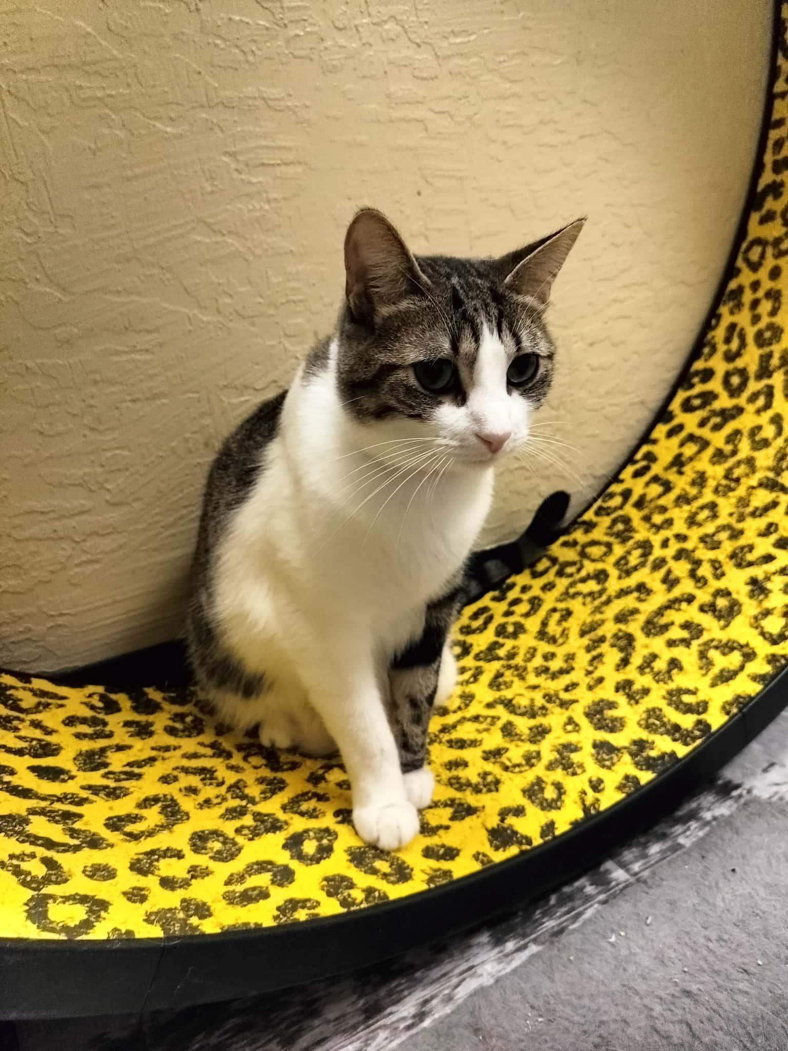 Enlarge Daphne, a Adoptable Tabby in Parlier, CA image 4/6