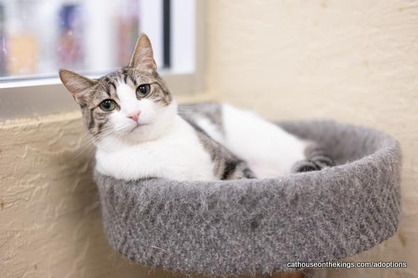 Enlarge Daphne, a Adoptable Tabby in Parlier, CA image 5/6