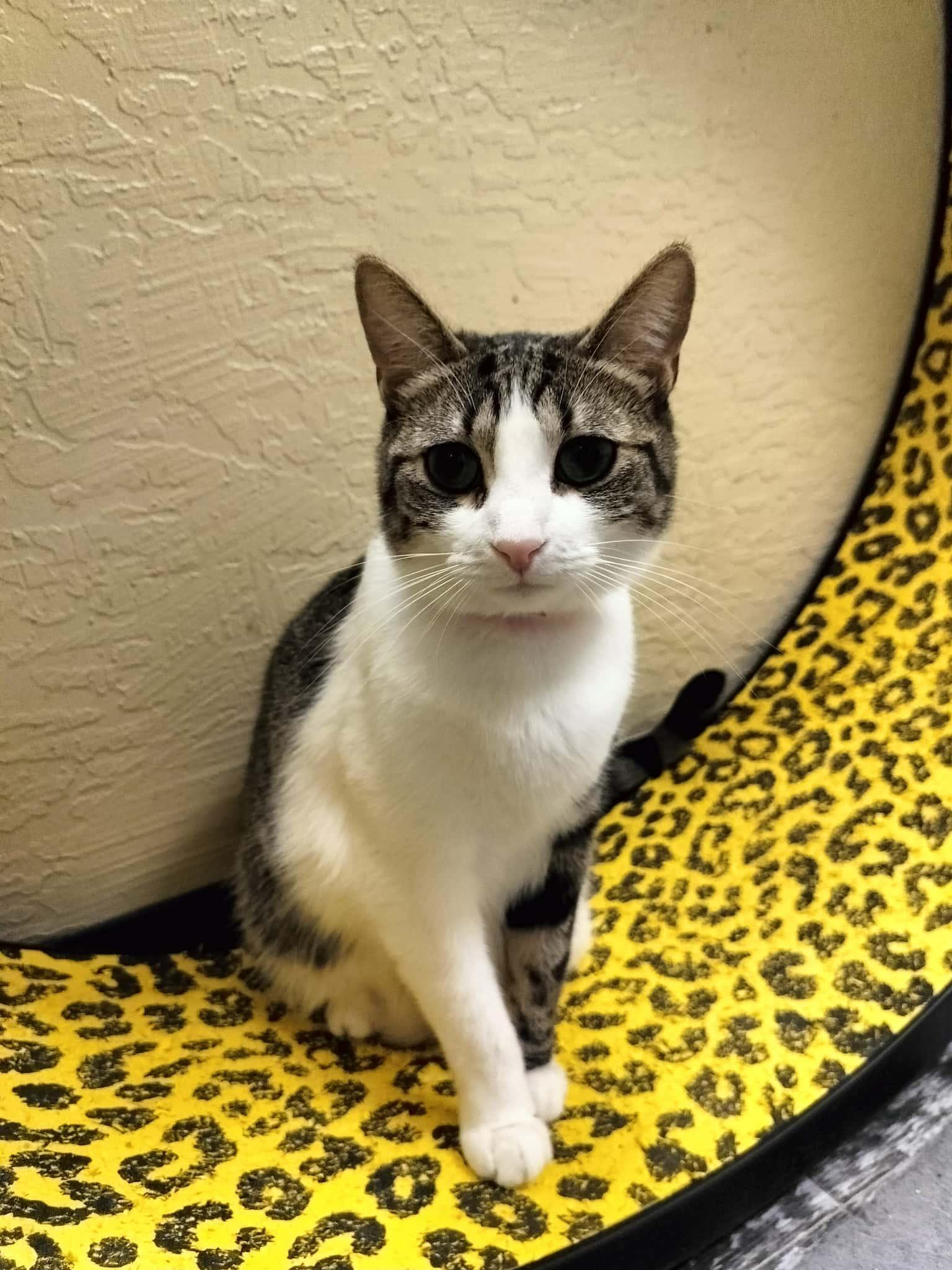 Enlarge Daphne, a Adoptable Tabby in Parlier, CA image 6/6