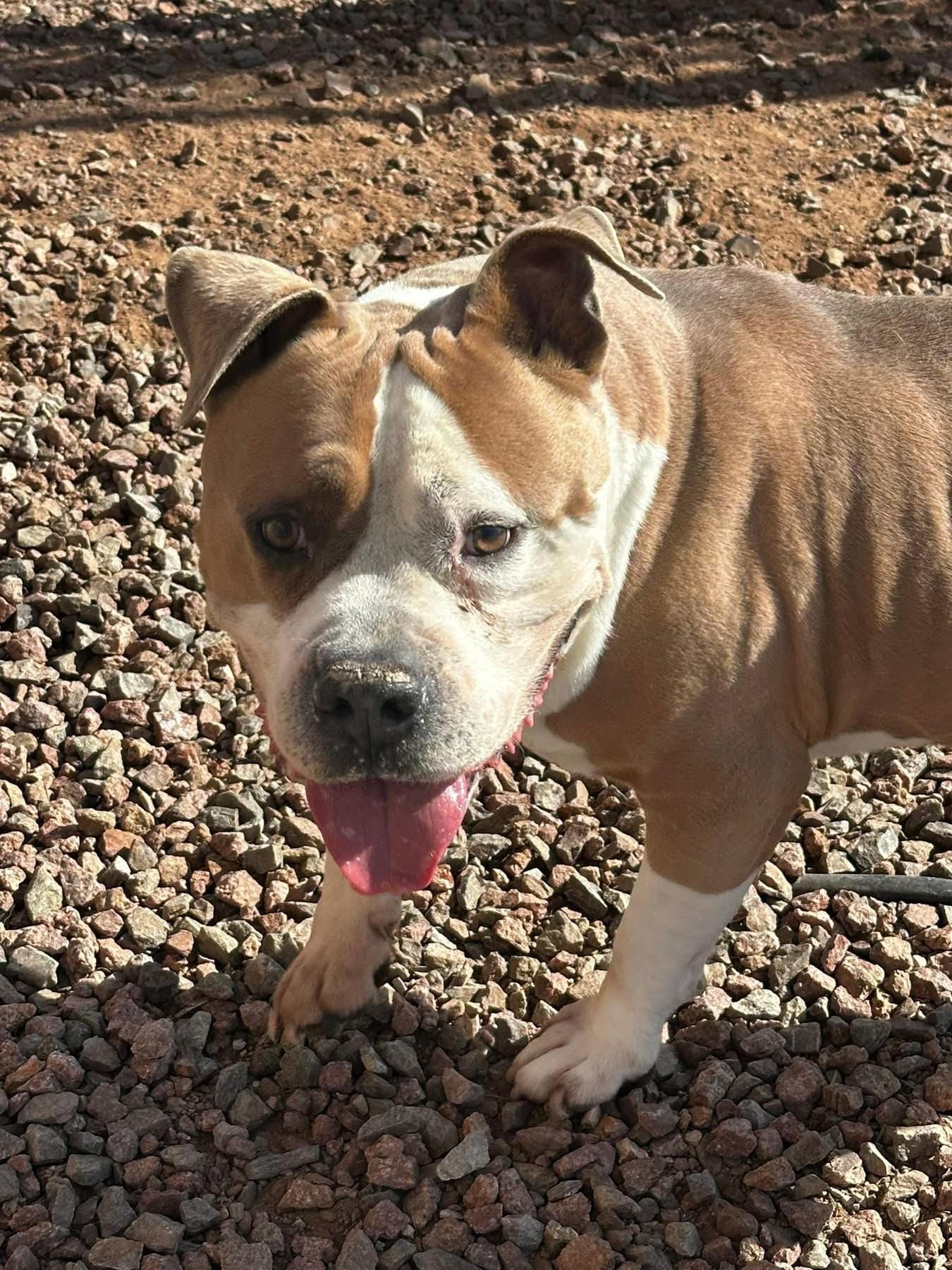 Rocky, adopted, Senior Male Pit Bull Terrier.