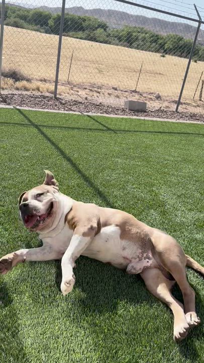Enlarge Rocky, an adopted Pit Bull Terrier in Washington, UT video 2/2